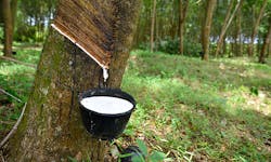 Rubber harvesting in Southeast Asia is a painstaking, unsustainable process that tire manufactures seek to make more efficient through new process and alternative sourcing. Rubber harvesting in Southeast Asia is a painstaking, unsustainable process that tire manufactures seek to make more efficient through new process and alternative sourcing.