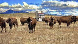 Bison Landscape 5f7b79657aabb 5f98243ea5876 Bison Landscape 5f7b79657aabb 5f98243ea5876