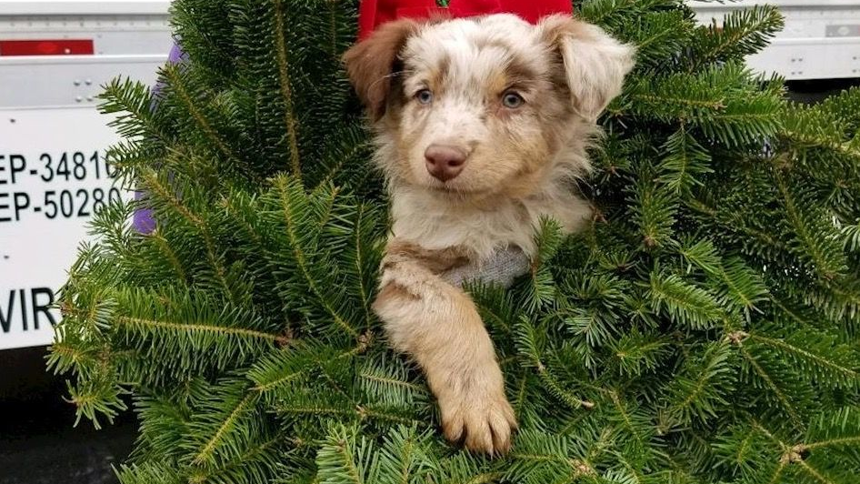 Puppy In Wreath Wreaths Across America 5fda9af988a87