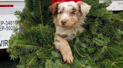 Puppy In Wreath Wreaths Across America