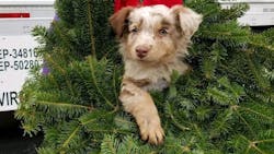 Puppy In Wreath Wreaths Across America 5fda9af988a87 Puppy In Wreath Wreaths Across America 5fda9af988a87