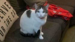 Fischer's cat, Kitty. Fischer's cat, Kitty.