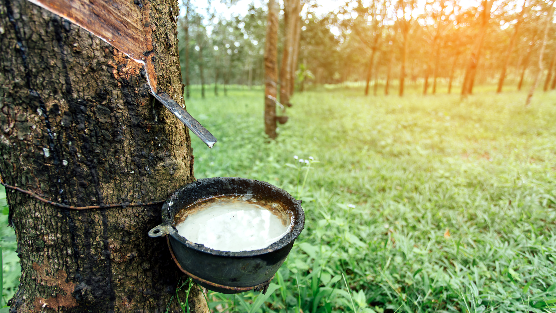 Natural Rubber Tree Peerapong Peattayakul Dreamstime 6022dd451ef5a