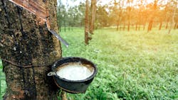 Natural Rubber Tree Peerapong Peattayakul Dreamstime 6022dd451ef5a Natural Rubber Tree Peerapong Peattayakul Dreamstime 6022dd451ef5a