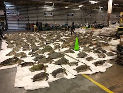 Sea turtles recovering in a facility on Navy Air Base Corpus Christi.