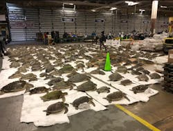 Sea turtles recovering in a facility on Navy Air Base Corpus Christi. Sea turtles recovering in a facility on Navy Air Base Corpus Christi.