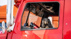 Truck Driver Dog Vitpho Dreamstime