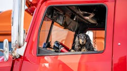 Truck Driver Dog Vitpho Dreamstime 60d5e19d868f9 Truck Driver Dog Vitpho Dreamstime 60d5e19d868f9