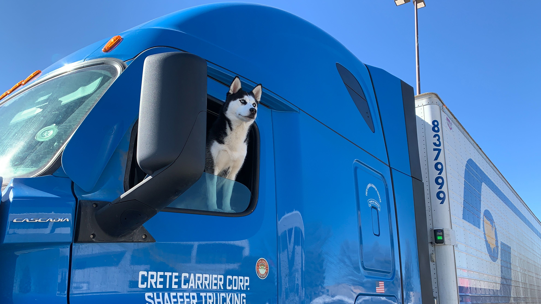 Crete Carrier National Dog Day 6128f659756f9