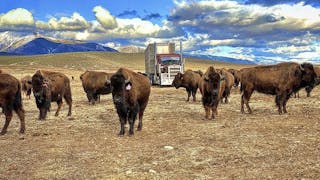 Moving livestock, such as bison, can create different challenges for carriers, than other freight.