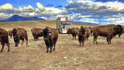 Moving livestock, such as bison, can create different challenges for carriers, than other freight. Moving livestock, such as bison, can create different challenges for carriers, than other freight.