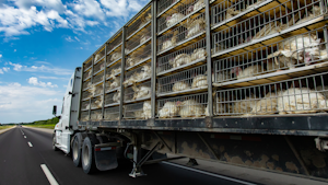 164268575 Valmedia Creative Dreamstime Turkey Truck