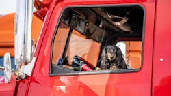 Truck Driver Dog Vitpho Dreamstime