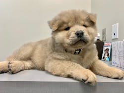 Galloway Chow Chow