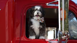 Dreamstime Xl 31946716 62b1ed8fc25d0 Dreamstime Xl 31946716 62b1ed8fc25d0