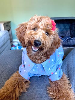 Baylee Jean, a golden doodle Baylee Jean, a golden doodle