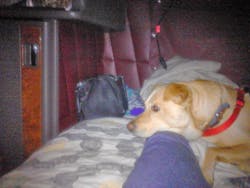 Oscar, a yellow Labrador retriever Oscar, a yellow Labrador retriever