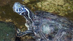 Chevron’s $200,000-per-year commitment to helping New Mexico’s wildlife thrive is meant not only to support the preservation of the Rio Grande cooter but also to support conservation and education efforts related to native plants, butterflies, and other insects. Chevron’s $200,000-per-year commitment to helping New Mexico’s wildlife thrive is meant not only to support the preservation of the Rio Grande cooter but also to support conservation and education efforts related to native plants, butterflies, and other insects.