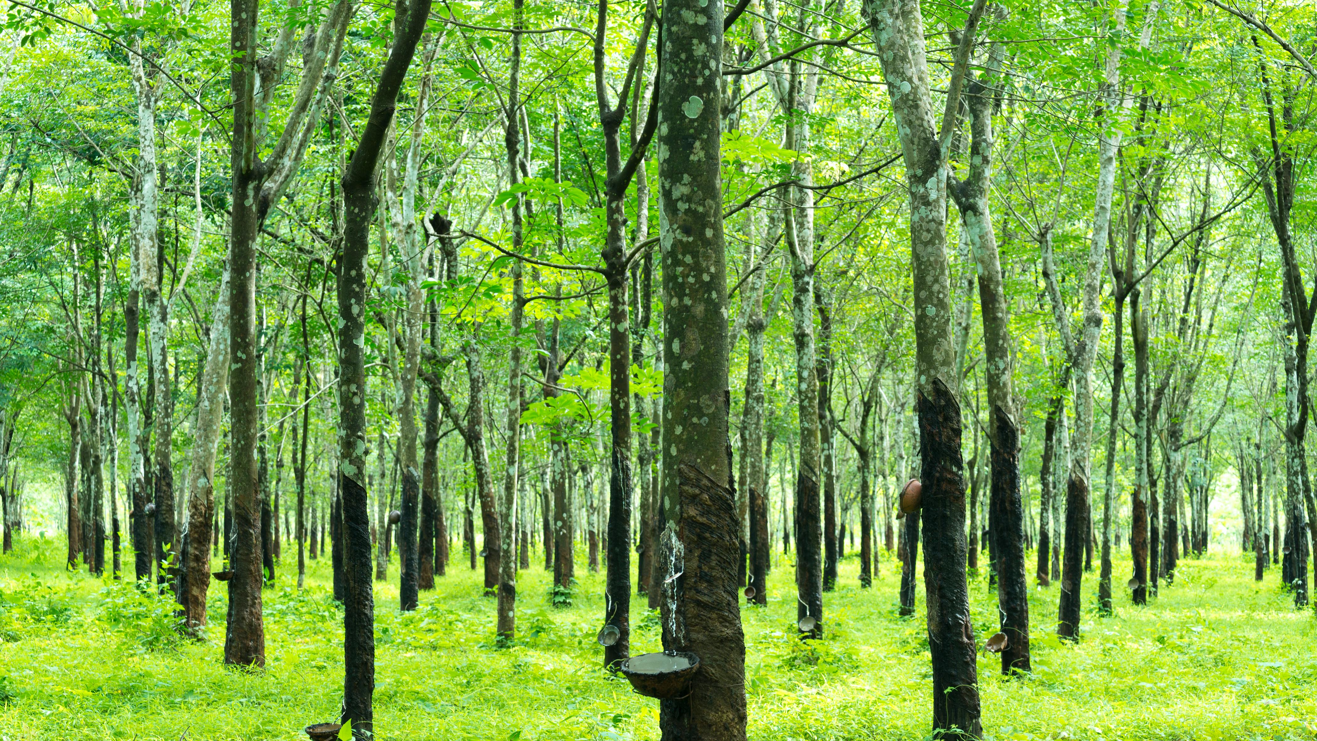 Truck tire prices face pressure from natural rubber, crude oil, and energy costs