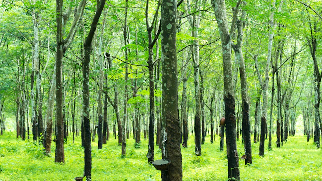 Truck tire prices face pressure from natural rubber, crude oil, and energy costs