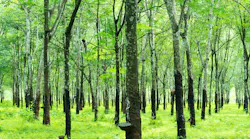 Truck tire prices face pressure from natural rubber, crude oil, and energy costs Truck tire prices face pressure from natural rubber, crude oil, and energy costs