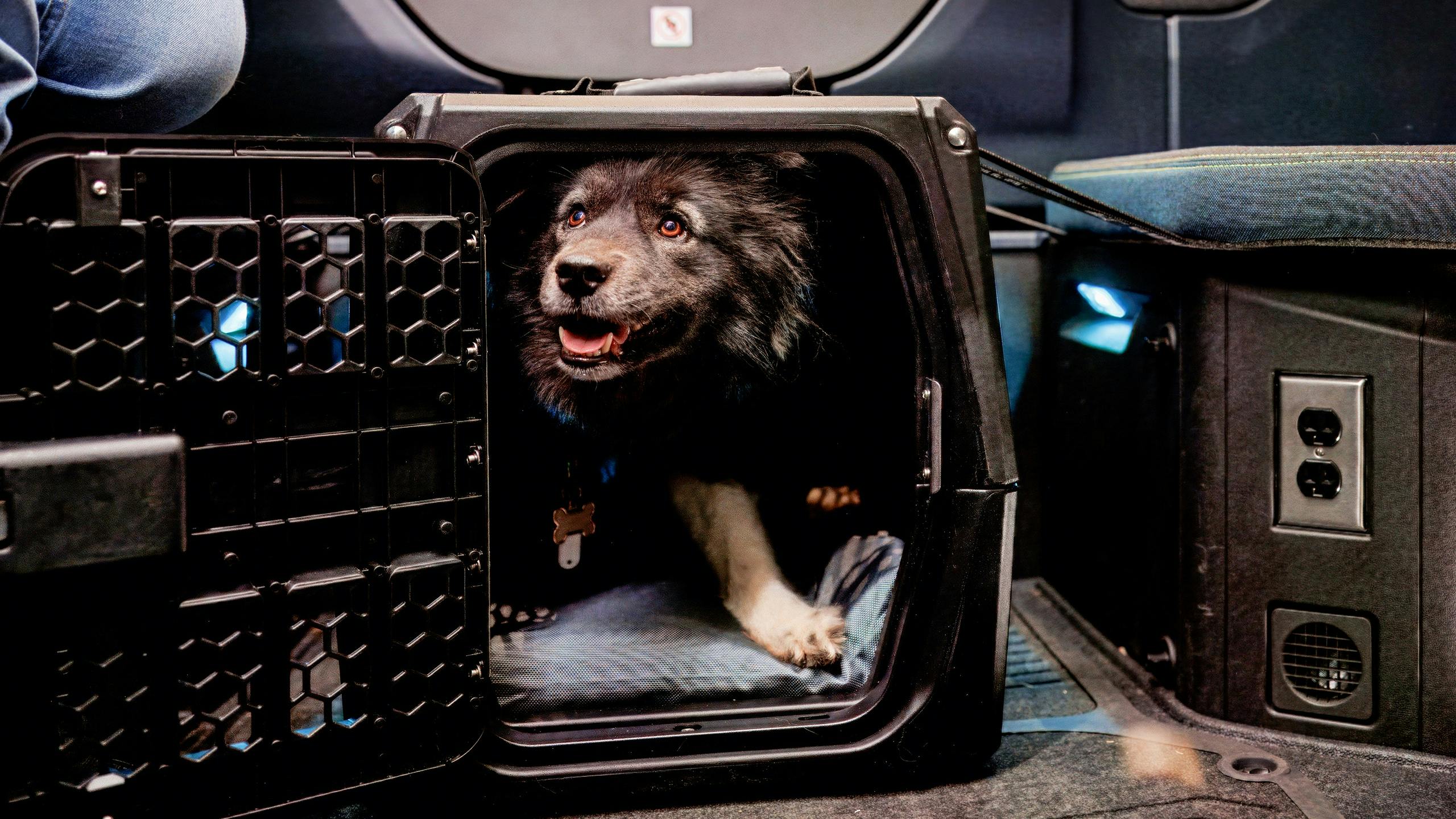Volvo Trucks releases pet travel safety recommendations for truck drivers
