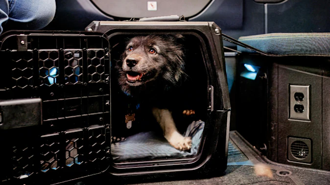 Volvo Trucks releases pet travel safety recommendations for truck drivers