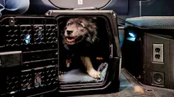 Volvo Trucks releases pet travel safety recommendations for truck drivers