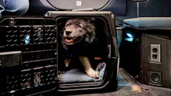 Volvo Trucks releases pet travel safety recommendations for truck drivers